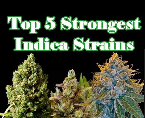 strongest indica marijuana strains